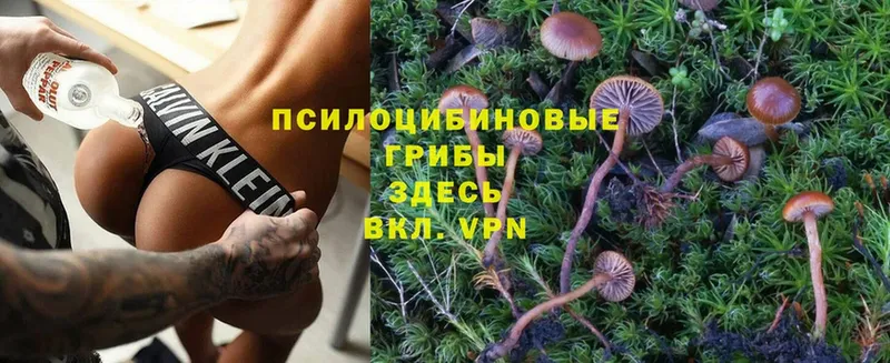 Галлюциногенные грибы Magic Shrooms  мега ссылки  Гвардейск 